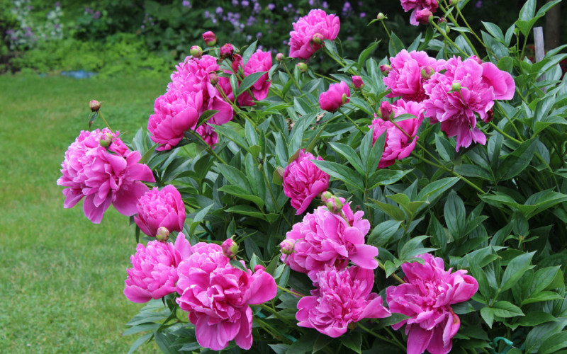 FORPERFECTPEONIES set roots with buds into a shallow bed not more than 1 inch depth. Roots placed too deeply may produce shoots the next season but will fail to bloom. These need to be replanted. After moving a peony expect it to take several years to bloom. | iSTOCK PHOTO