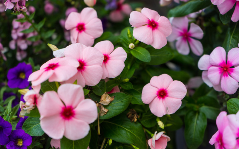 FLOWER OF THE YEAR The National Garden Bureau named the Impatiens the 2026 annual Flower of theYear. | ELISE MAY, iSTOCK PHOTO