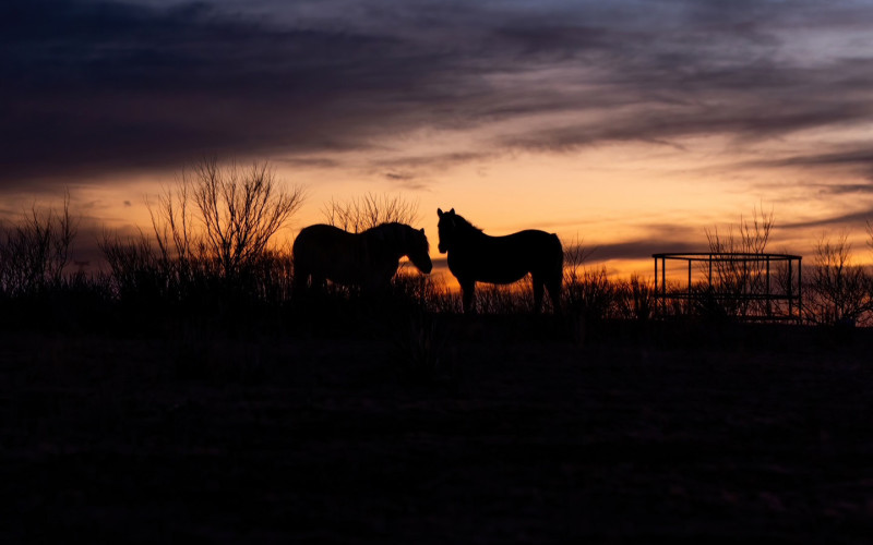 Brazos Humphreys, Shadow and Silhouette