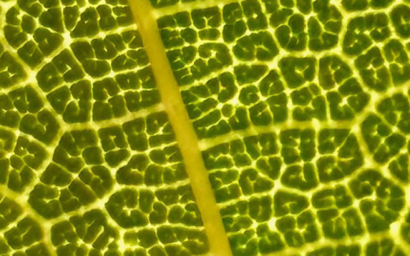 CalvinHays Chapman, Macro and Details, Best of Category