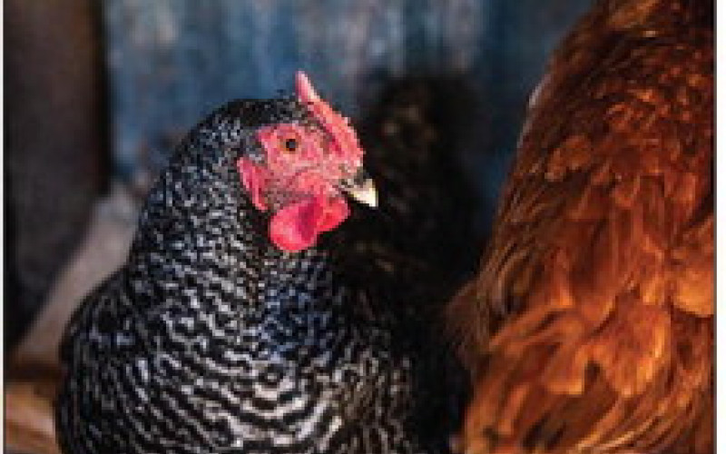 Brazos Humphreys, Domestic Animal, Best of Category