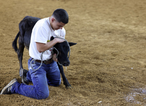 CALF CAUGHT JD Hamilton of Spur participated in the Houston Rodeo Calf Scramble and caught a calf! He will return next year to show his heifer at the Houston Livestock Show. | COURTESY PHOTO