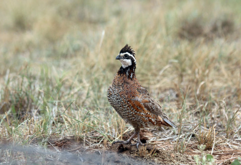100th Quail Appreciation Day set for May 17