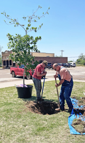KENT LIBRARY A new oak was planted on the grounds of the Kent County Library/Community Center during last week's Earth Day week. | TEXAS SPUR PHOTO
