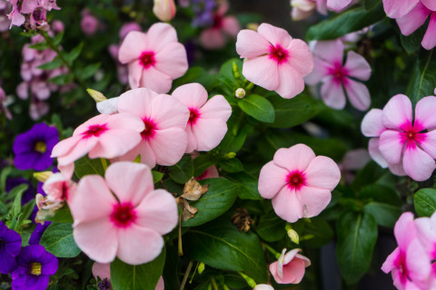 FLOWER OF THE YEAR The National Garden Bureau named the Impatiens the 2026 annual Flower of theYear. | ELISE MAY, iSTOCK PHOTO