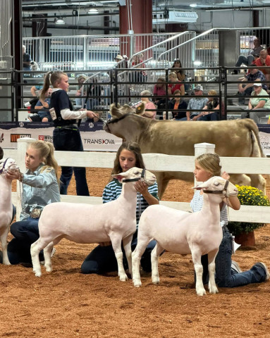 PAISLEY AND STEELEY SMITH with their 3rd, 4th place late spring ewes.