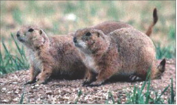 MARCH EVENTS From black-tailed prairie dogs to the Texas State Bison Herd, Caprock Canyons State Park has a variety of interpretative events for you to enjoy learning about the wildlife and their natural habitats. | TPWD PHOTOS