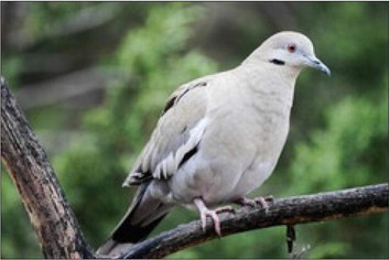 DOVE SEASON There will be an estimated 12.8 million white-winged doves—a record high, and more than 34 million mourning doves—this year. | TEXAS PARK &amp; WILDLIFE DEPT PHOTO