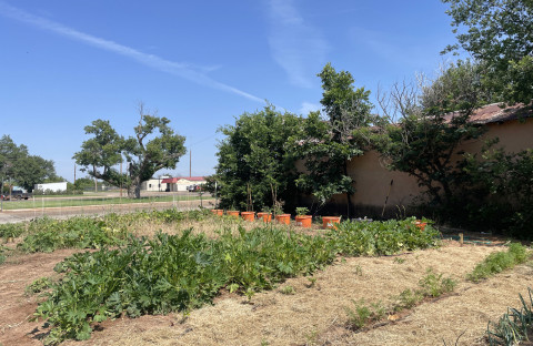 Recent rains have aided the community garden in downtown Jayton with vegetable plants growing quickly. | TEXAS SPUR