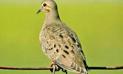 Despite Winter Storm Uri, resilient Texas dove populations point to favorable hunting season