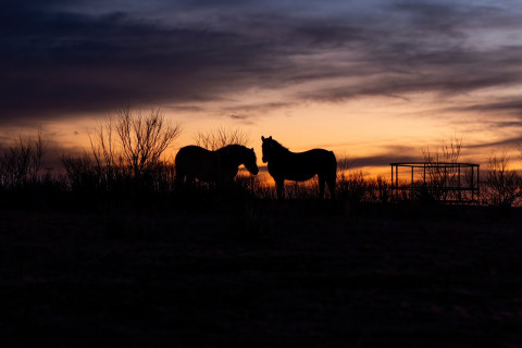 Brazos Humphreys, Shadow and Silhouette