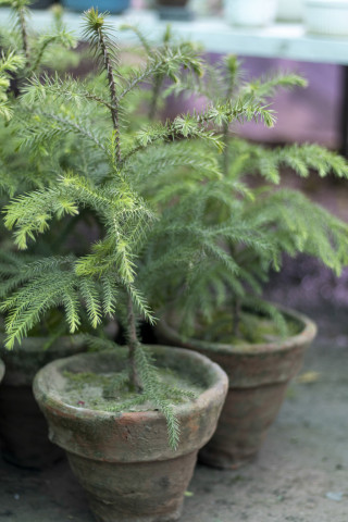 TINY TREE The Norfolk Island pine, popular during the holiday, makes a terrific houseplant. | iSTOCK