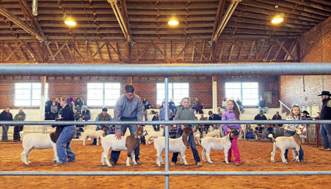 Youngsters from all corners of Kent County—such as those showing their goats here—exhibited their junior livestock project animals last week at the county show barn in Clairemont, taking home ribbons, life lessons, and lots of admiration. Look for our Winners Circle special coverage in next week’s Texas Spur, with thanks to generous advertiser support. | THE TEXAS SPUR