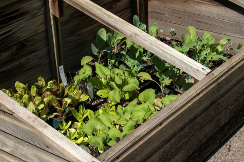 OLD FRAMES are used in the spring to get an early start for sowing seedlings and hardening off transplants and in the autumn for protecting crops from winter frosts. | iSTOCK PHOTO