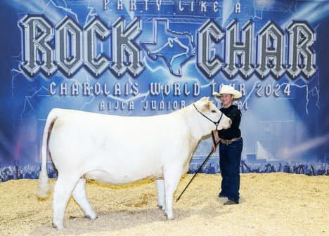 Chapmans earn honors at Charolais shows
