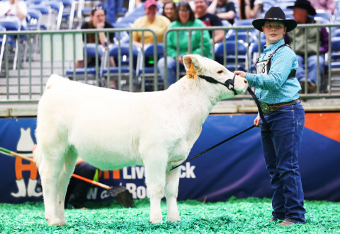 CHEERS FOR TOP CALF Henry Chapman’s Ima Cheerleader was the blue ribbon winner at the Houston Livestock Show last week. | COURTESY PHOTO