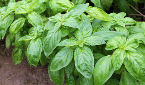 PINCHING BASIL encourages bushy growth, which keeps plants leafy. | iSTOCK PHOTO