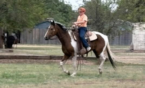Rylee demonstrating horse gaits.