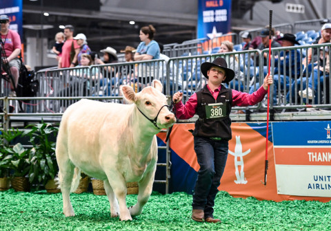HENRY AND HONEY BEE AT HOUSTON Henry Chapman, 1st-year member of Dickens County 4-H and 3rd grader at Patton Springs, placed 5th at the Houston Stock Show with his heifer, Honey Bee. | COURTESY PHOTO