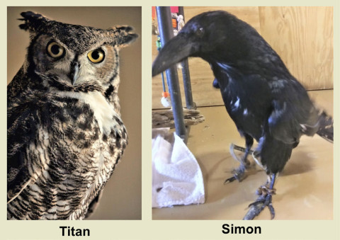SOUTH PLAINS WILDLIFE REHAB of Lubbock will bring birds to the Spur Library from their rehabilitation program June 10. | COURTESY PHOTO