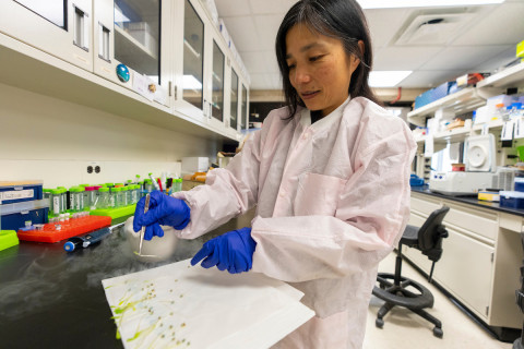 Sakiko Okumoto, Ph.D., associate professor in the Department of Soil and Crop Sciences, works with sorghum seedlings to incorporate nitrogen-saving traits by utilizing the genetic diversity of wild relatives. MICHAEL MILLER /TEXAS A&amp;M AGRILIFE PHOTO