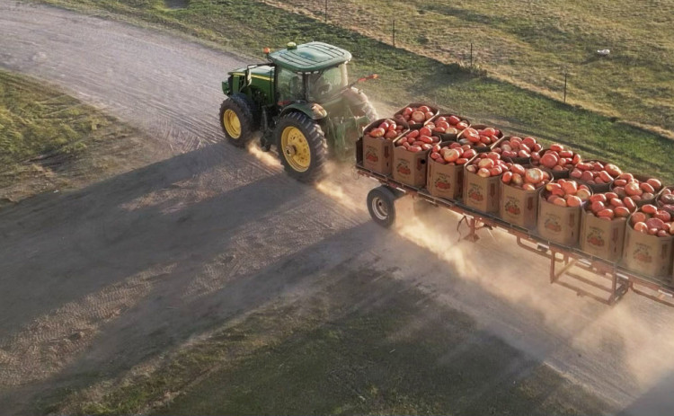 IT’S PUMPKIN HARVEST TIME again in Floyd County, Texas, with pumpkins of all varieties shipping from various locations in the area, 30 trucks a day. This year, Pumpkin Pyle supplied 100,000 pumpkins for the Dallas Arboretum’s autumn celebration—their 14th year of supplying pumpkins to the arboretum. | PHOTOS COURTESY OF PUMPKIN PYLE