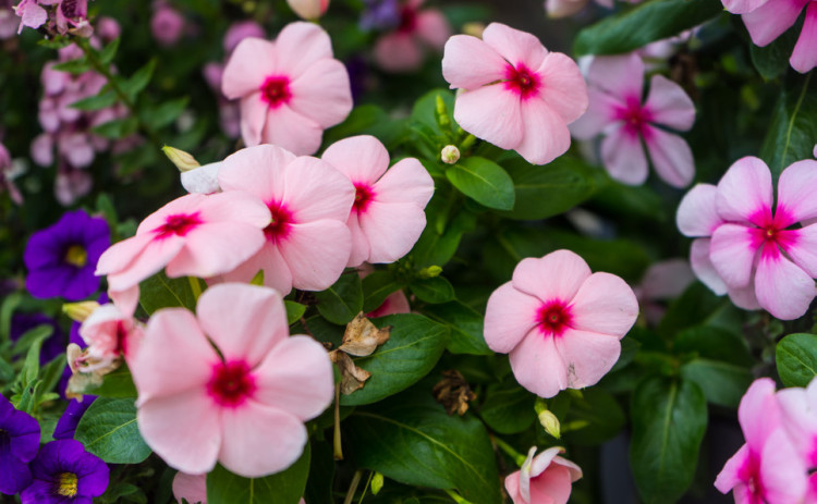 FLOWER OF THE YEAR The National Garden Bureau named the Impatiens the 2026 annual Flower of theYear. | ELISE MAY, iSTOCK PHOTO