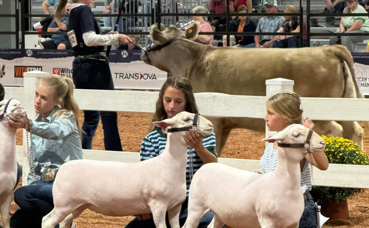 PAISLEY AND STEELEY SMITH with their 3rd, 4th place late spring ewes.