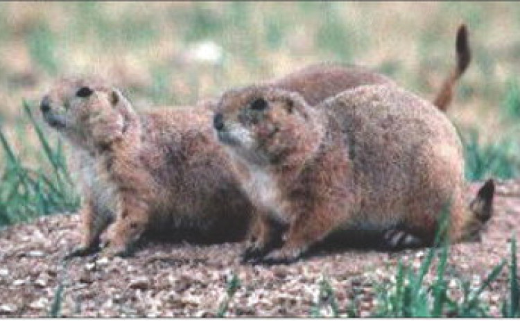 MARCH EVENTS From black-tailed prairie dogs to the Texas State Bison Herd, Caprock Canyons State Park has a variety of interpretative events for you to enjoy learning about the wildlife and their natural habitats. | TPWD PHOTOS