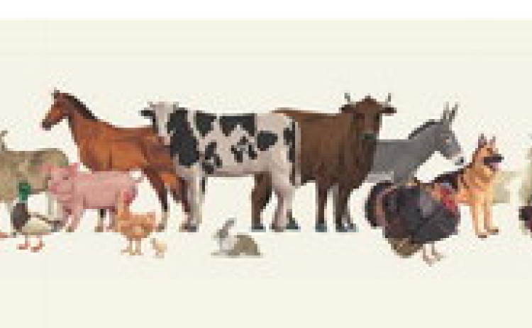 KENT COUNTY STOCK SHOW