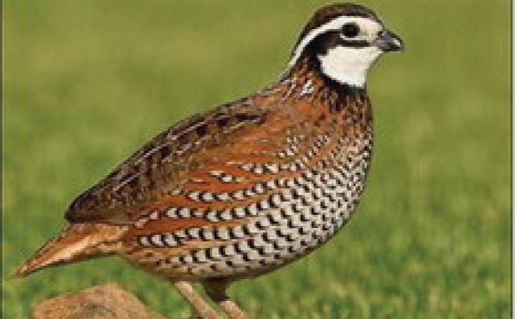 QUAIL FORECAST The“Bobwhite”quail is the most common one found and hunted in West Texas. | COURTESY PHOTO