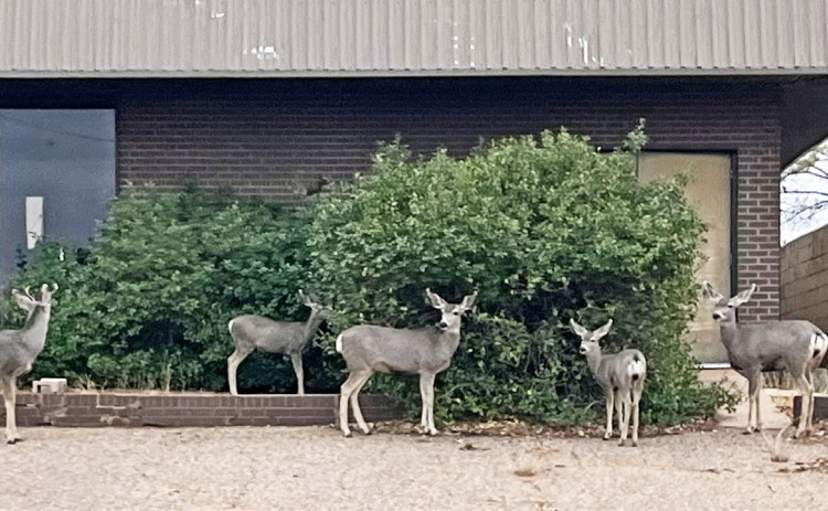 DEER ME! This family of earlyrising ruminants were out in Spur last Saturday morning in search of breakfast along Burlington Avenue. Betty Brannon was one of the keeneyed observers to spot them in front of TG Fuels. | COURTESY PHOTO
