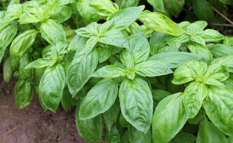PINCHING BASIL encourages bushy growth, which keeps plants leafy. | iSTOCK PHOTO