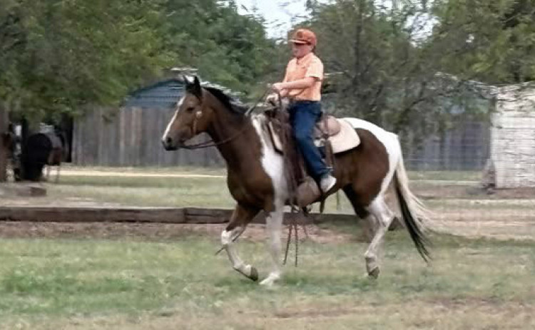 Rylee demonstrating horse gaits.